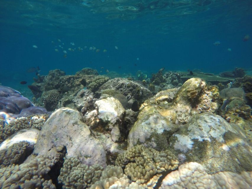 Bali: Labuan Amuk Snorkeling With Lunchbox - Coral Reefs and Marine Life