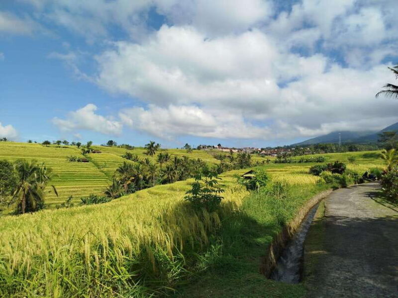 Bali: Lake Temple, Jatiluwih Rice Terrace & Waterfall Tour - The Sum Up