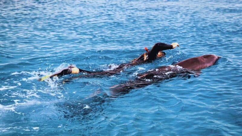 Bali/Lovina: Dolphin Snorkeling, Swimming & Waterfall Tour - Why this Tour Provides Great Value