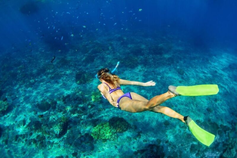 Bali/Lovina: Dolphin Snorkeling, Swimming & Waterfall Tour - FAQ