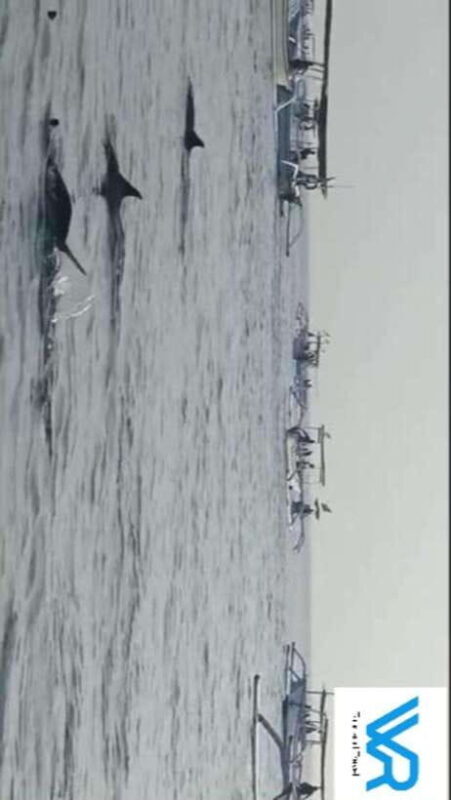 Bali : Lovina Dolphin & Swim, Snorkeling, 2 Destination stop - Final Thoughts