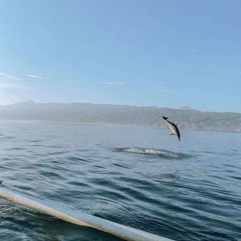 Bali Lovina dolphin Tour & Watching Sunrise - Key Points