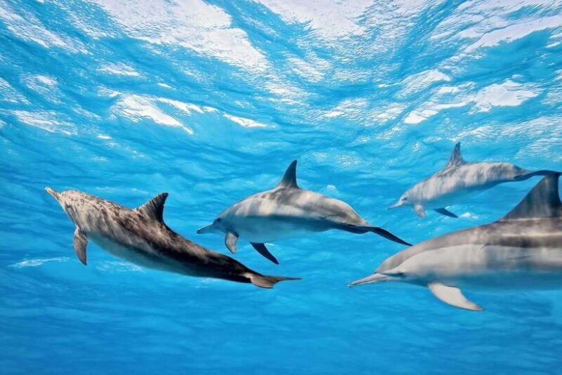 Bali: Lovina Dolphin Watching and Snorkeling Tour - Key Points