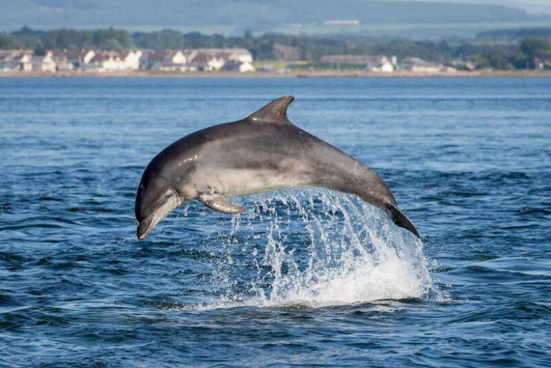 Bali: Lovina Dolphin Watching and Snorkeling Tour - An In-Depth Look at the Bali Lovina Dolphin and Snorkeling Tour