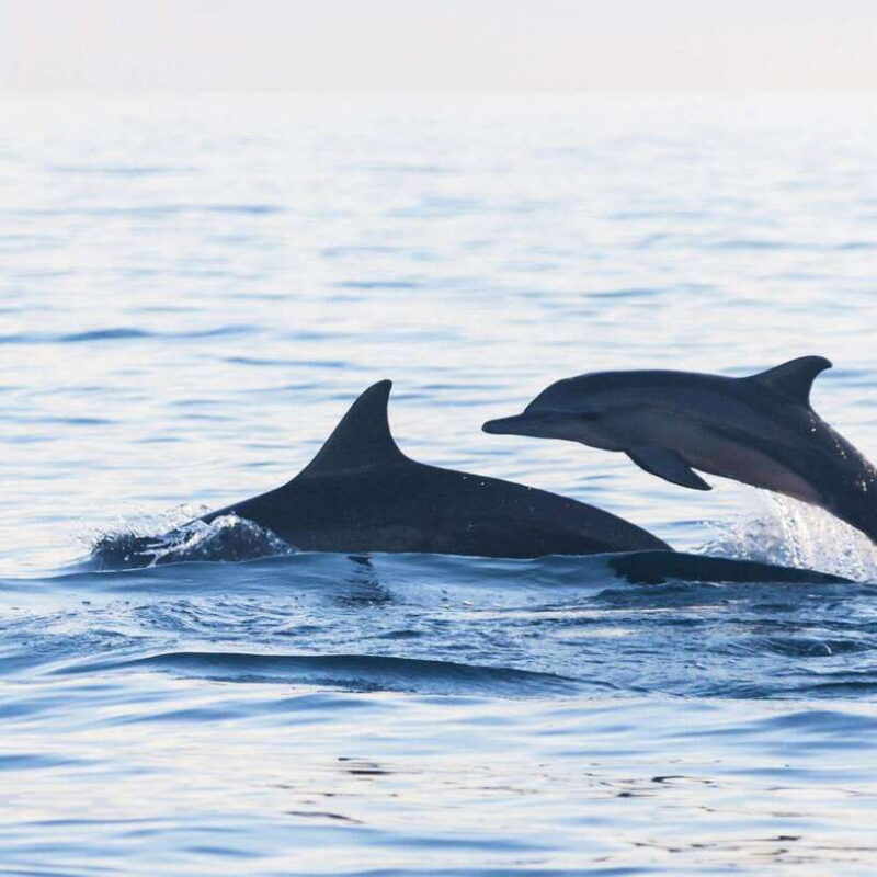 Bali: Lovina Dolphin Watching and Snorkeling Tour - Setting Out on a Balinese Adventure
