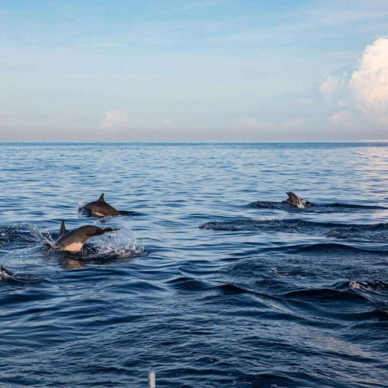 Bali: Lovina Dolphin Watching and Snorkeling Tour - Final Thoughts: Is This Tour Worth It?