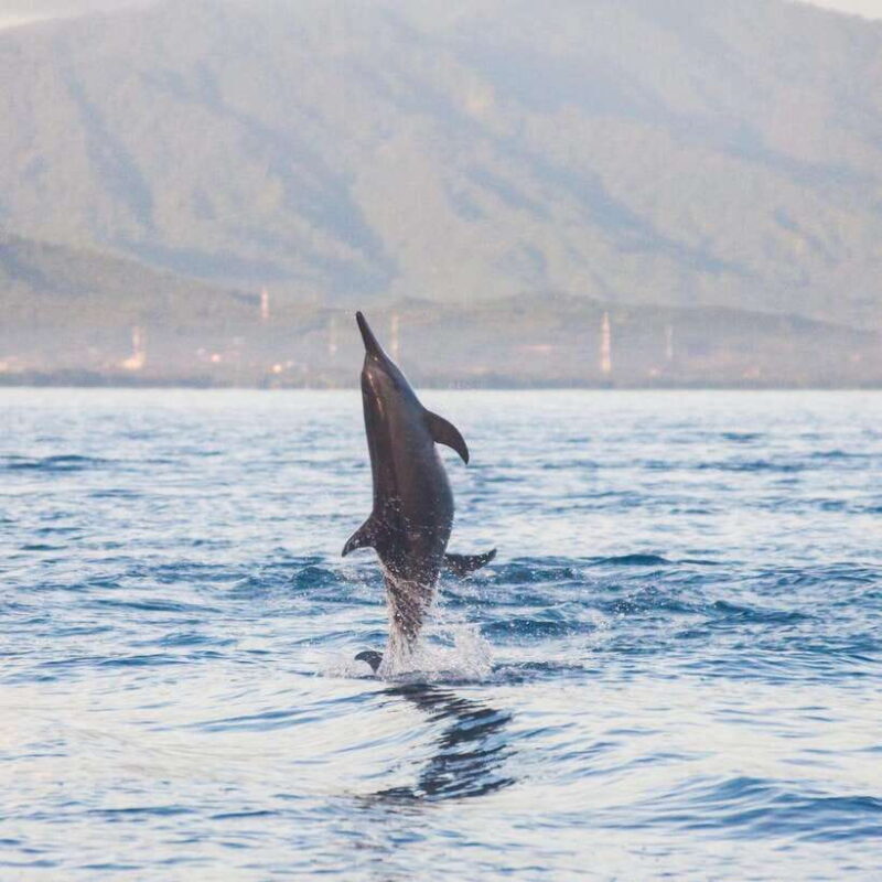 Bali: Lovina Dolphin Watching and Snorkeling Tour - FAQs
