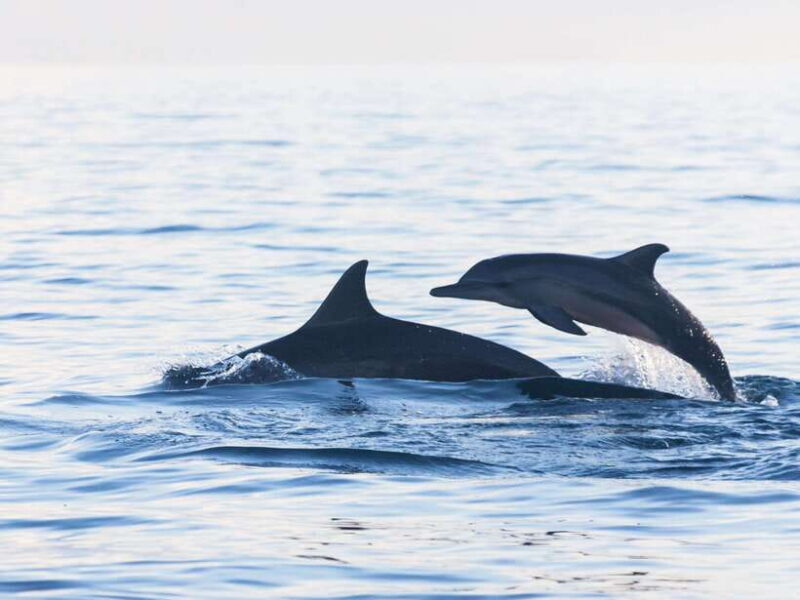 Bali: Lovina Marine Wonders, Dolphin Swim & Snorkeling. - What to Expect from the Lovina Marine Wonders Tour