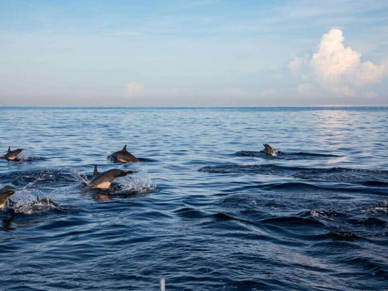 Bali: Lovina Marine Wonders, Dolphin Swim & Snorkeling. - Who Will Love This Tour?