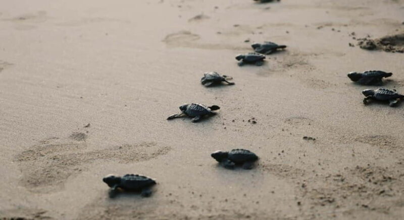 Bali: Melasti Beach, GWK Cultural park, Kecak, Turtle Island - Final Thoughts