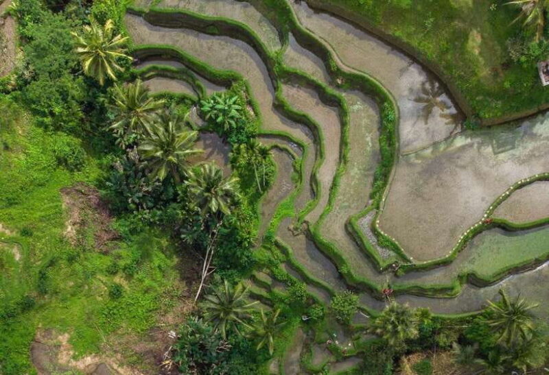 Bali: Monkey Forest, Tegalalang, Uluwatu & Kecak Dance Tour - An In-Depth Look at the Tour Experience