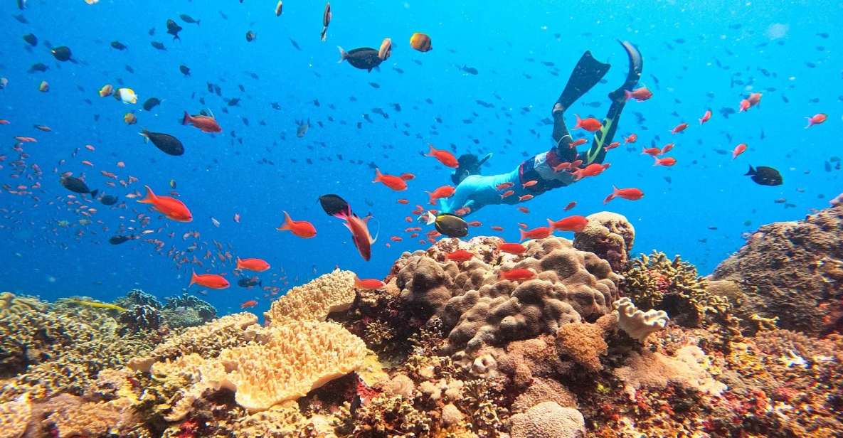 Bali: Nusa Lembongan Snorkeling & Mangrove Forest Trip - Key Points