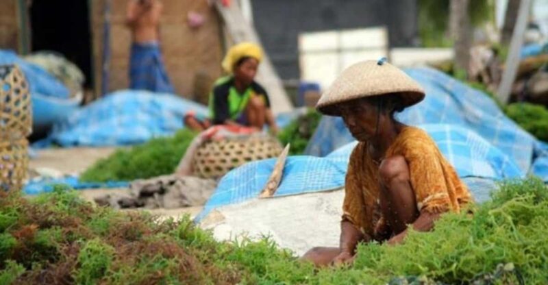 Bali : Nusa Penida Hidden Activity, Seaweed, Temple, Beach. - Pricing and Booking