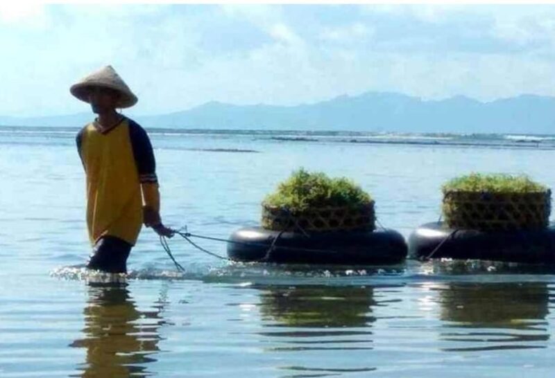 Bali : Nusa Penida Hidden Activity, Seaweed, Temple, Beach. - Inclusions