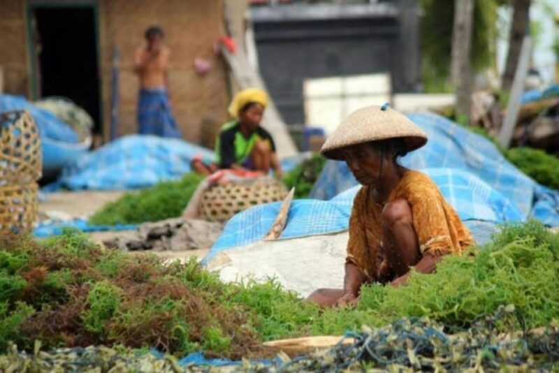 Bali : Nusa Penida Hidden Activity, Seaweed, Temple, Beach. - Important Information