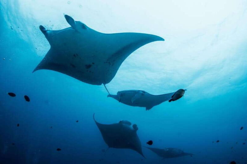 Bali/Nusa Penida: Manta Point Snorkel Boat & West Coast Tour - Starting Point: Convenient Pickup & Ferry Ride