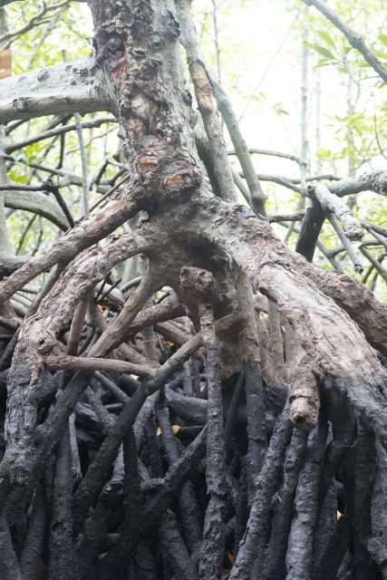 Bali, Nusa Penida: One-Week Eco Tourism Program - Mangrove Tree Planting