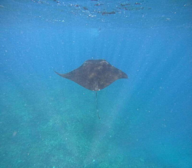 Bali Nusa Penida Snorkeling Manta Point - Key Points