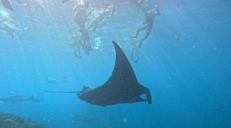Bali Nusa Penida Snorkeling Manta Point - Why This Tour Offers Great Value