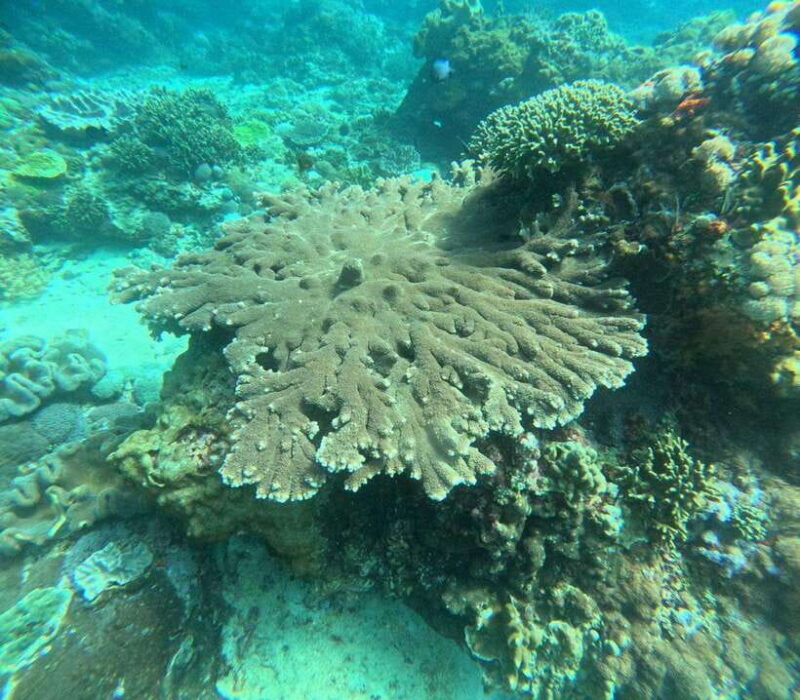 Bali Nusa Penida Snorkeling Manta Point - Additional Details and Practical Tips