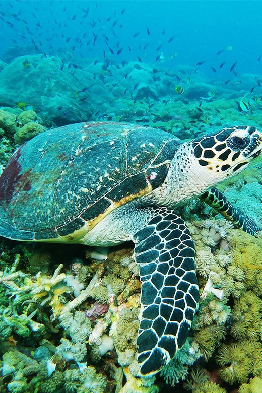 Bali: Nusa Penida Snorkeling Tour With Hotel Transfers - Important Information