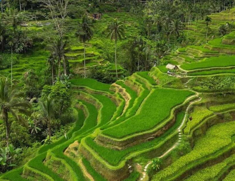 Bali: Penglipuran Village, Rice Terrace & Waterfall Tour - The Sum Up