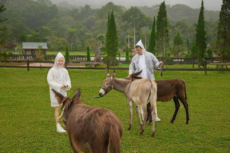 Bali: Picnic with Alpacas/Donkeys and Temple Tour - Analyzing the Value