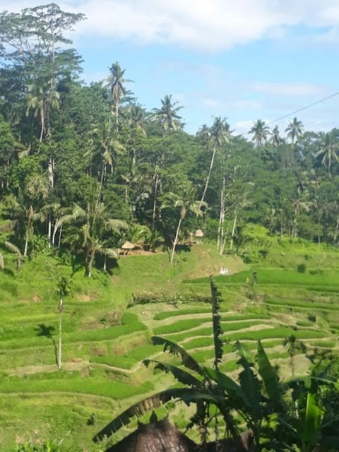Bali Private Car Charter - Driver and Vehicle Details