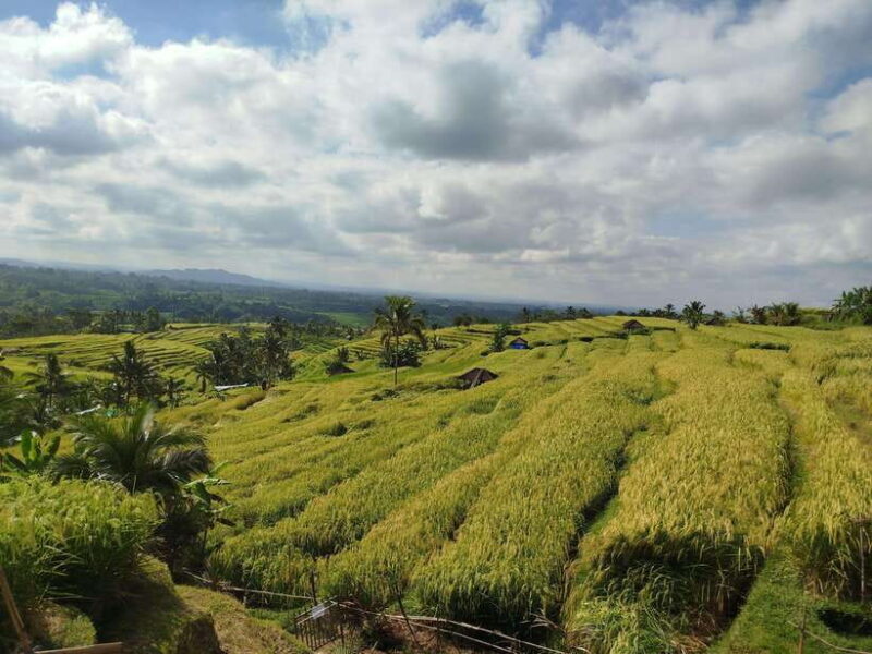Bali: Private Car Charter with English's speaking driver - The Sum Up