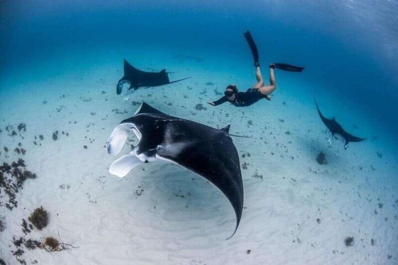 Bali: Private Snorkeling at Manta Point Nusa Penida - How the Tour is Structured