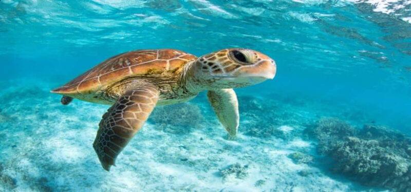 Bali: Private Snorkeling at Manta Point Nusa Penida - What Travelers Are Saying