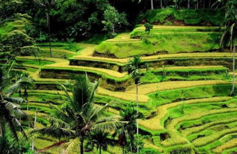 Bali: Private Ubud Highlights Tour with Customized Tour - What Is Included and What Is Not?