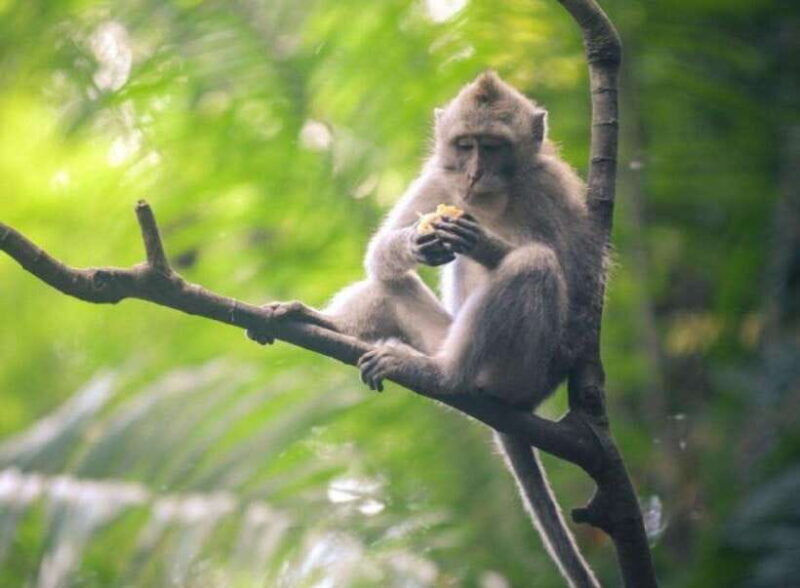 Bali: Private Ubud Highlights Tour with Customized Tour - The Experience of Your Day in Bali