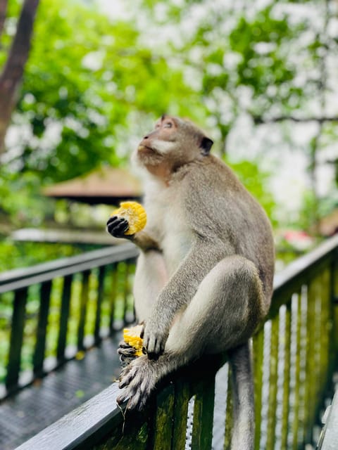 BALI: Private Ubud~Highlight & Instagram Tour - Itinerary Highlights