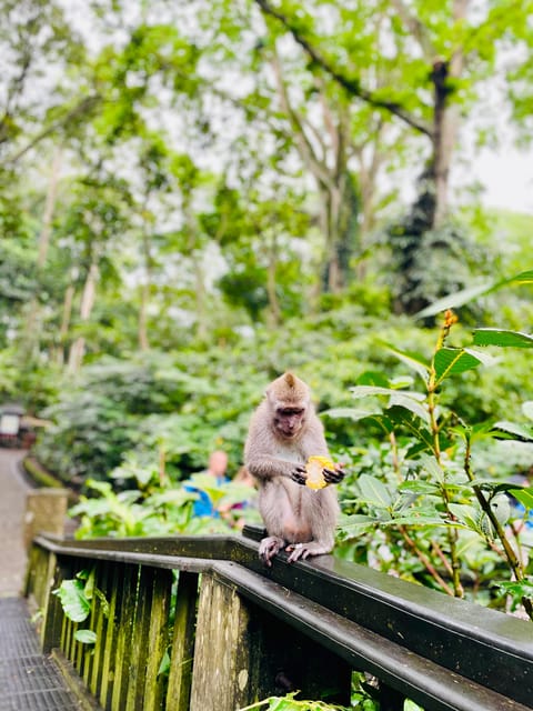BALI: Private Ubud~Highlight & Instagram Tour - Important Information