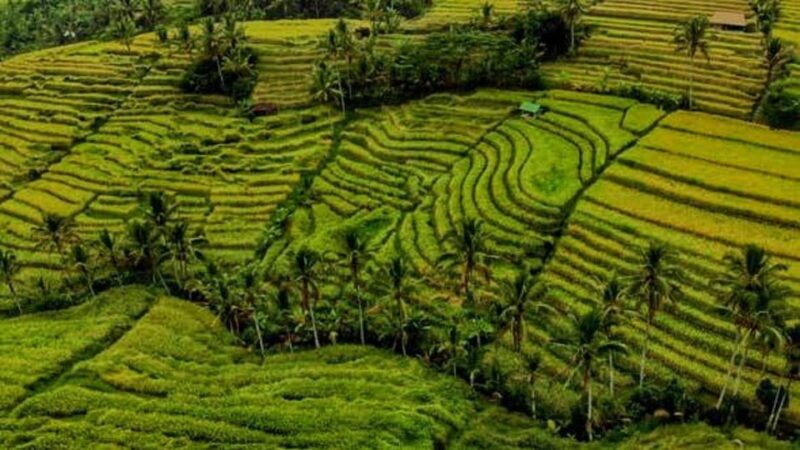 Bali: Private UNESCO World Heritage Sites Tour With Lunch - Itinerary Highlights
