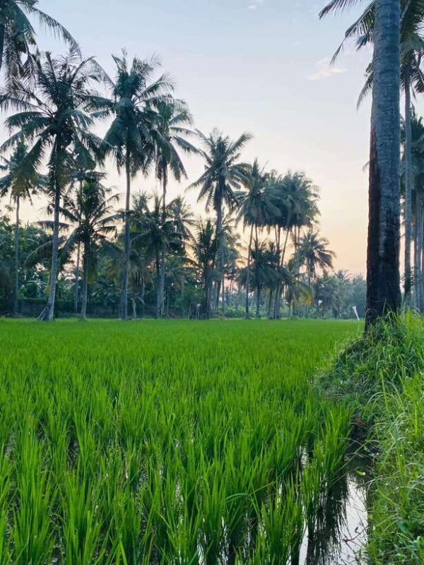 Bali: Quad Bike Adventure with Buffet Lunch - Who Is This Tour Best For?