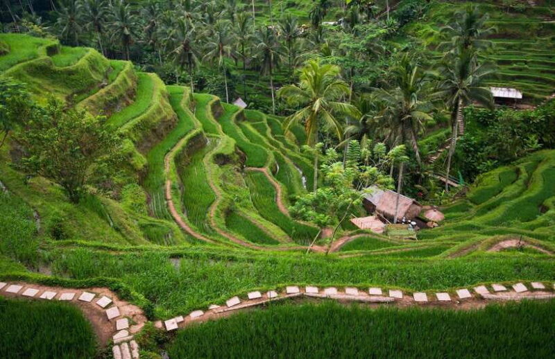 Bali: Quad Bike Adventure with Ubud Monkey Forest Tour - The Practical Side: What’s Included and What’s Not