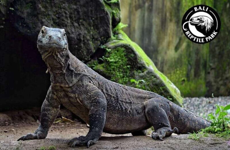 Bali Reptile Park 1-Day Admission Ticket - What Makes Bali Reptile Park Unique?  