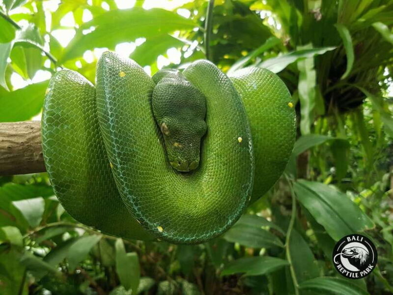 Bali Reptile Park 1-Day Admission Ticket - The Reptile Nursery and Conservation Efforts  