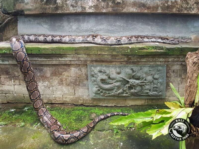 Bali Reptile Park 1-Day Admission Ticket - The Guided Tours and Shows  