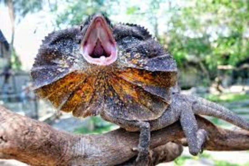 Bali Reptile Park 1-Day Admission Ticket - Practical Details and Visitor Experience  
