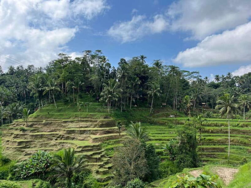 Bali: Rice Terrace, Water Temple, Penelokan, Mother Temple - Key Points