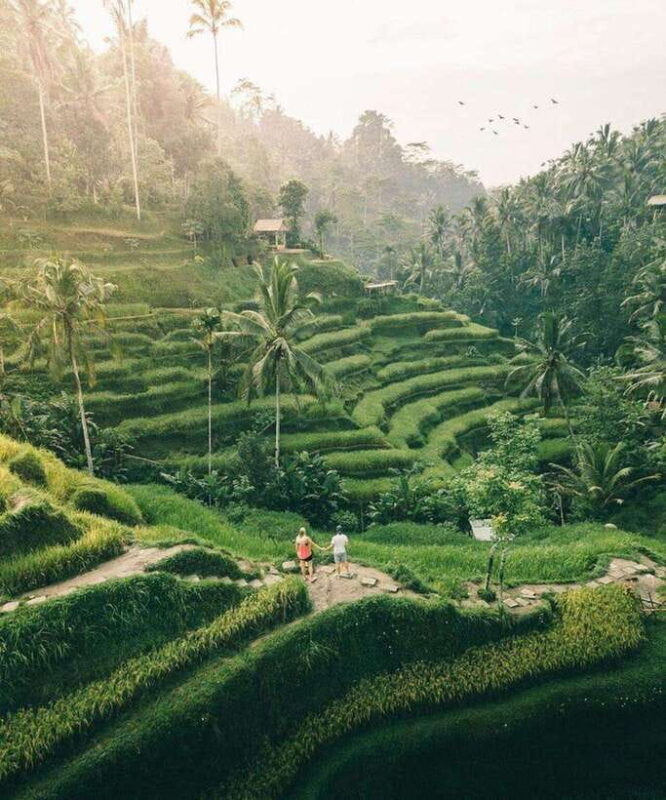 Bali: Rice terrace, Waterfall, and water Temple Day Tour - Key Points