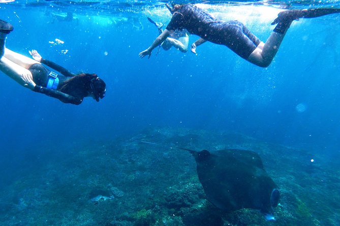 Bali Scuba Diving at Nusa Penida Manta Point For Certified Diver - Marine Life to Expect