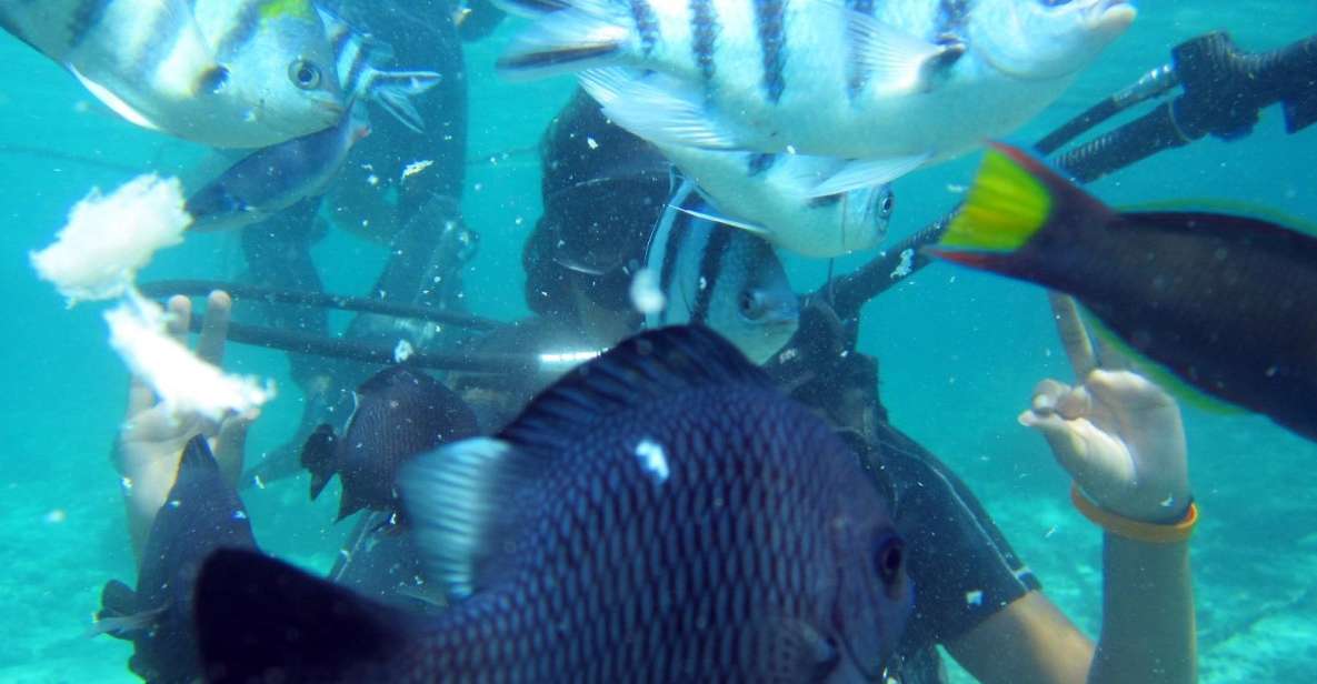 Bali: Scuba Diving For Beginner Experience - Key Points