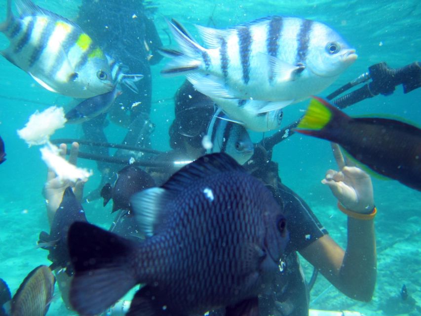 Bali: Scuba Diving For Beginner Experience - Age Restrictions