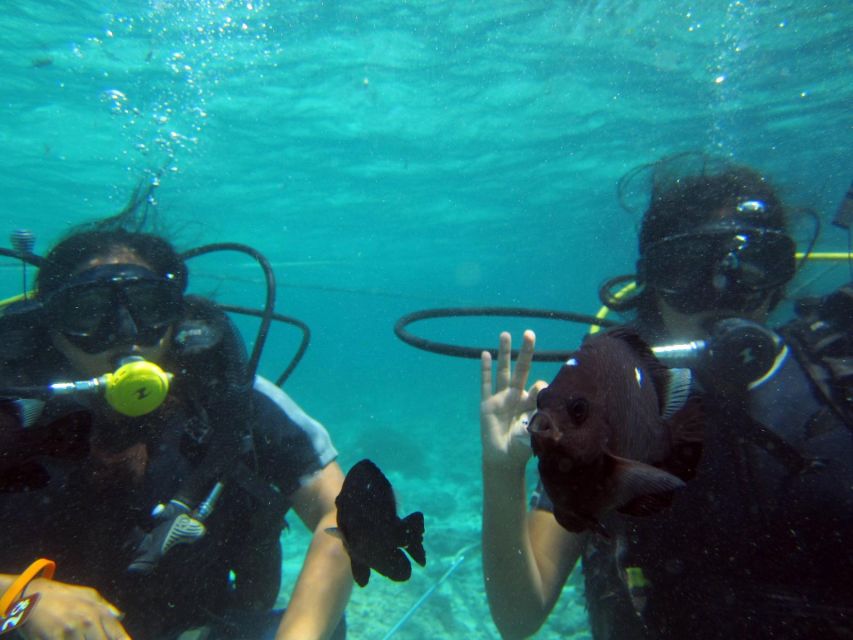 Bali: Scuba Diving For Beginner Experience - Vibrant Marine Life