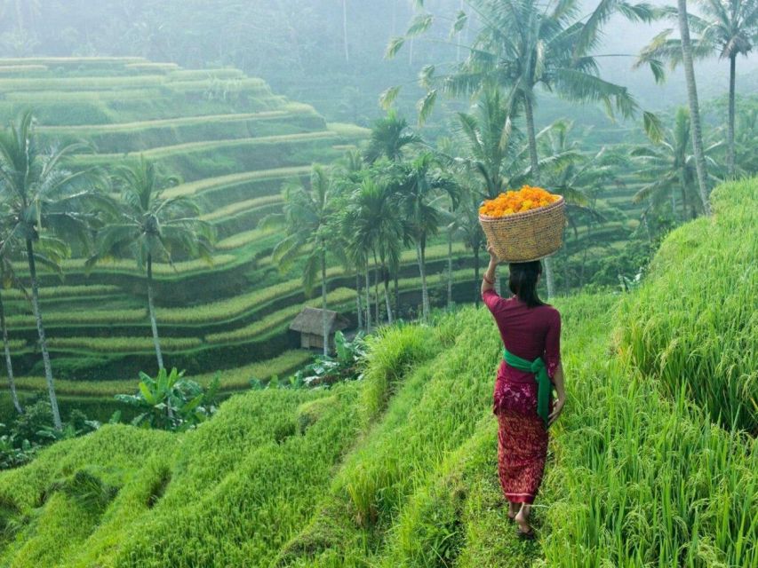 Bali: Secret and Untouristic Tour North West Bali. - Belimbing Rice Terrace