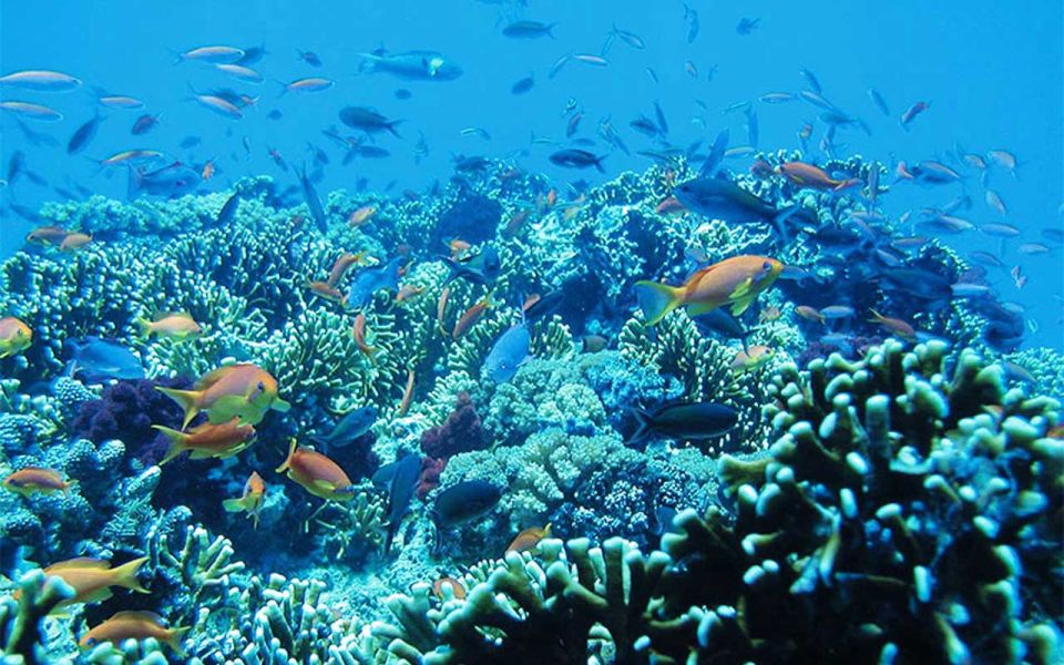 Bali: Snorkeling at Blue Lagoon and Tanjung Jepun - Inclusions